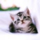 Naver 프로필 이미지