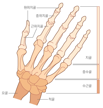 단지증 brachydactyly : 네이버 블로그