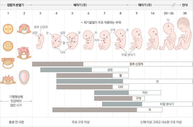 임신 초기 early pregnancy : 네이버 블로그